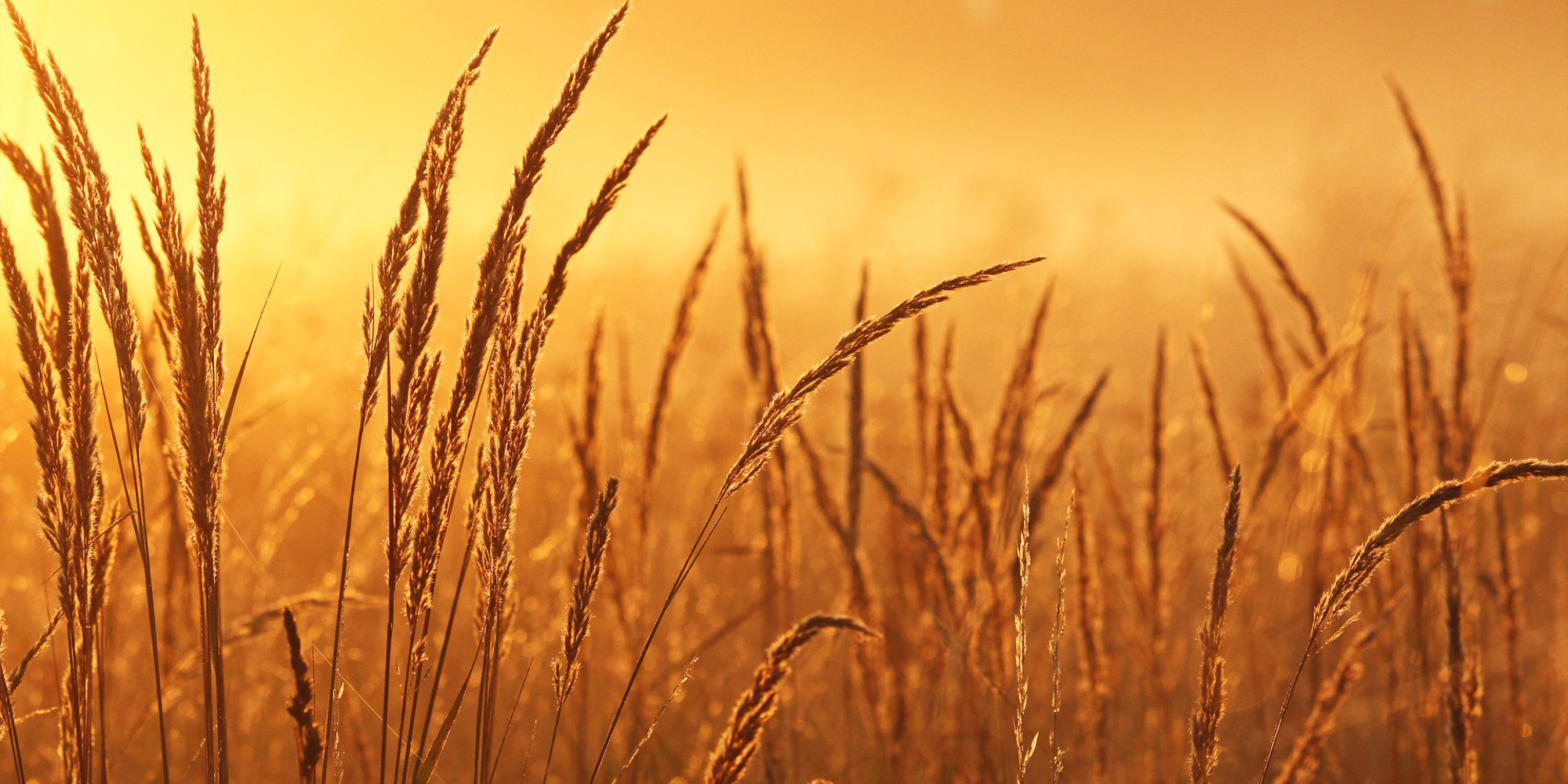 The Mission Field Created by Abortion