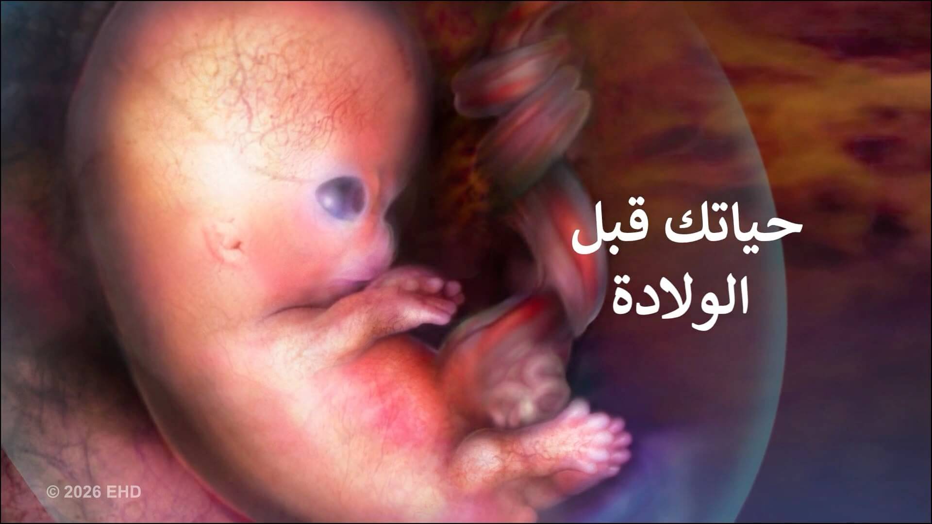 Your Life Before Birth - Arabic Thumnail-optimised.png فيديو حياتك قبل الولادة
